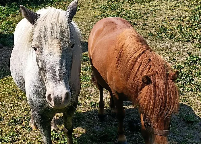 Casa de Férias Maison Neuve Proche Avec Parking Gratuit Et Privé à 5 Min Du Musée De La Batterie De Merville